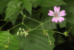 Geranium gracile