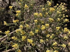 Ozothamnus decurrens