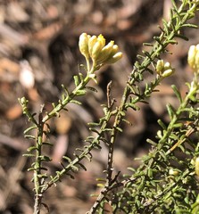 Ozothamnus decurrens