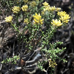 Ozothamnus decurrens