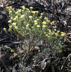 Ozothamnus decurrens