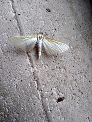 Palpita vitrealis