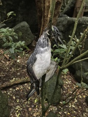Pachyptila vittata