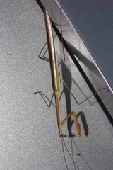 Tenodera blanchardi