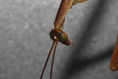 Tenodera blanchardi
