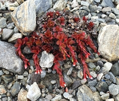 Epilobium tasmanicum