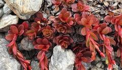 Epilobium tasmanicum