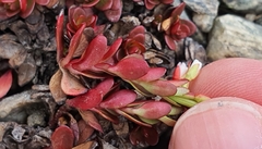 Epilobium tasmanicum