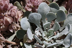 Physaria chambersii