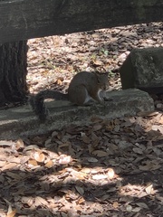 Sciurus carolinensis