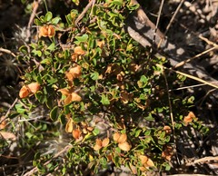 Dodonaea bursariifolia