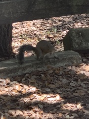 Sciurus carolinensis