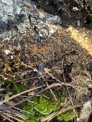 Oniscus asellus asellus