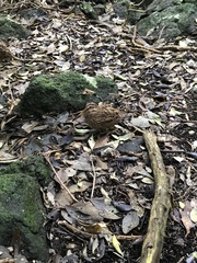 Coenocorypha pusilla