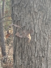 Quercus oglethorpensis