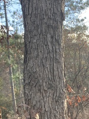 Quercus oglethorpensis