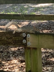 Sciurus carolinensis