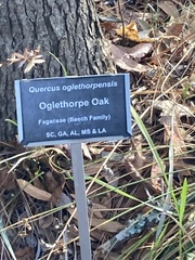 Quercus oglethorpensis