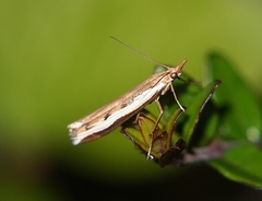 Orocrambus flexuosellus