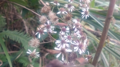 Aster baccharoides