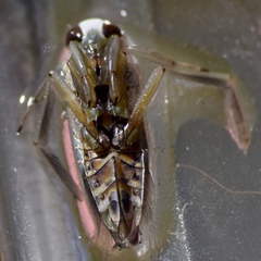 Notonecta unifasciata