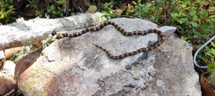 Micrurus ephippifer