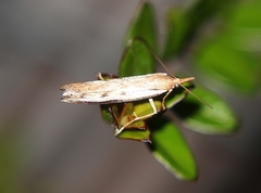 Orocrambus flexuosellus