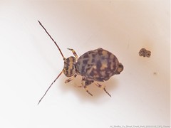 Ptenothrix marmorata