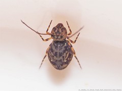 Ptenothrix marmorata
