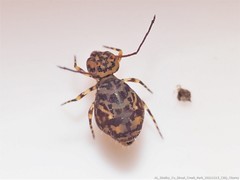 Ptenothrix marmorata