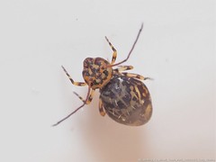 Ptenothrix marmorata