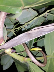 Oxybelis rutherfordi