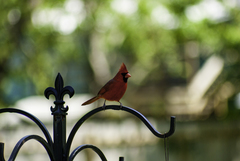 Cardinalis cardinalis