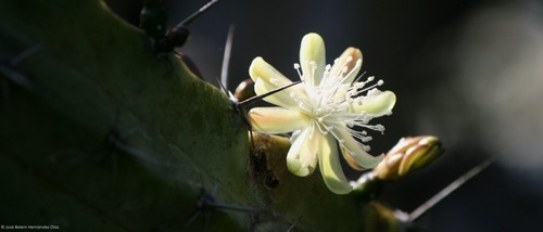 Myrtillocactus geometrizans