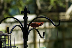 Cardinalis cardinalis