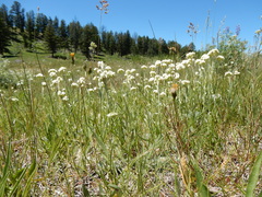 Antennaria microphylla