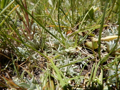 Antennaria microphylla