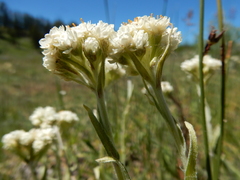 Antennaria microphylla
