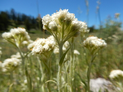Antennaria microphylla