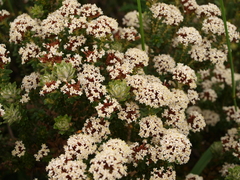 Ozothamnus alpinus