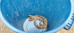 Crotalus ehecatl