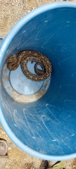 Crotalus ehecatl