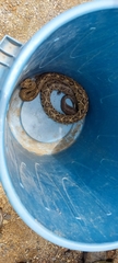 Crotalus ehecatl