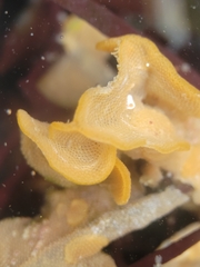 Primavelans insculpta