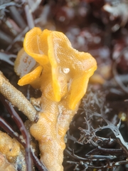 Primavelans insculpta