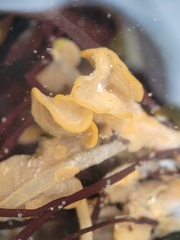 Primavelans insculpta