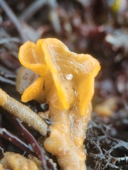 Primavelans insculpta