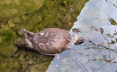Castor canadensis