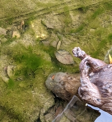 Castor canadensis