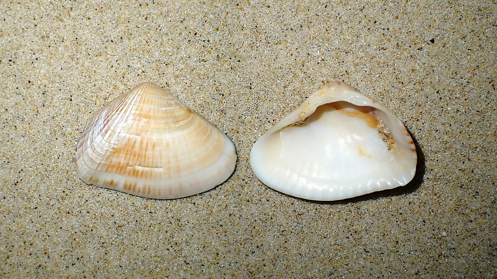 Hemidonax